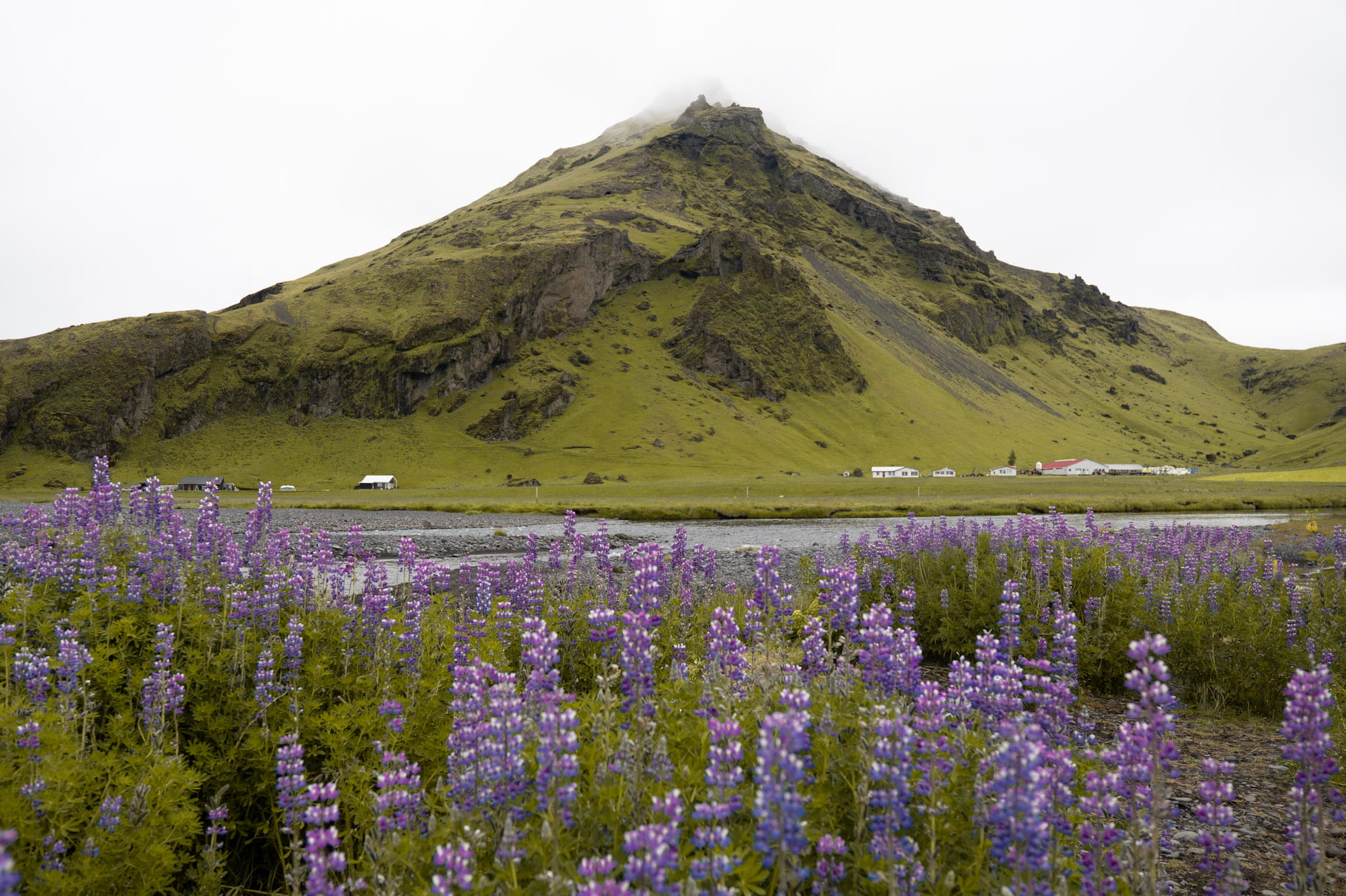 Green mossy mountain with purple flowers in the foreground